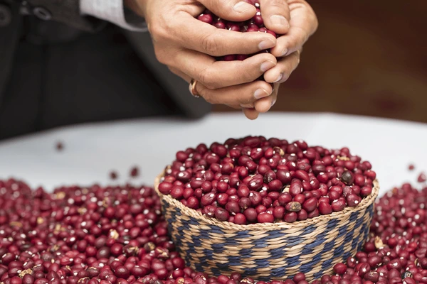 Bambara beans from The Farmer Corner - Nutritious pulses